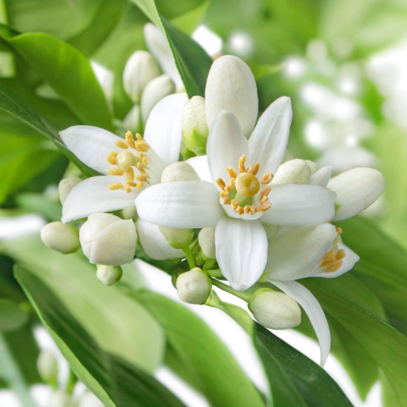 Neroli.jpg