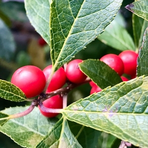 Wintergreen.jpg