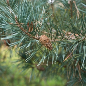 Pine sylvestris.jpg