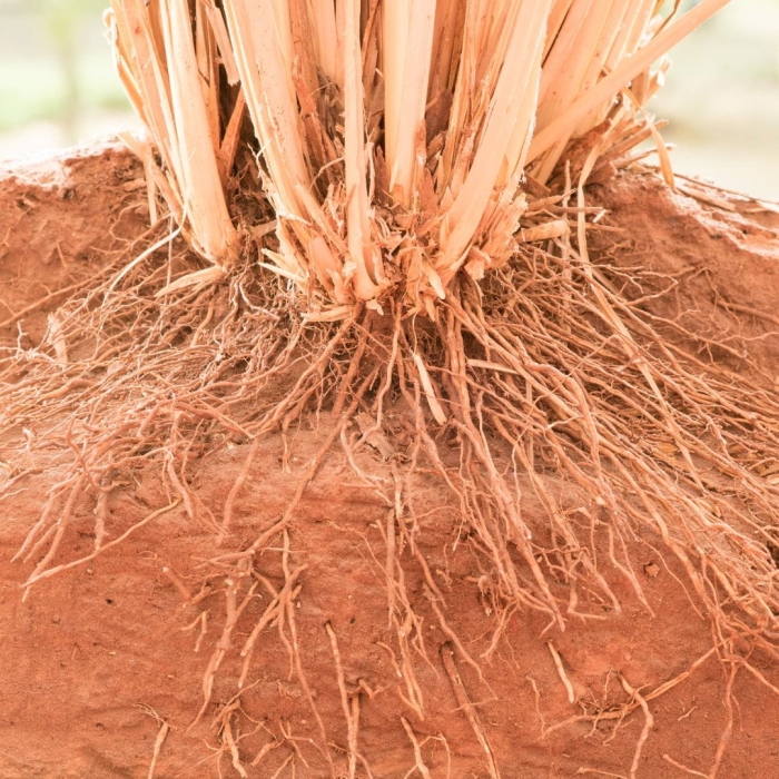Vetiver.jpg