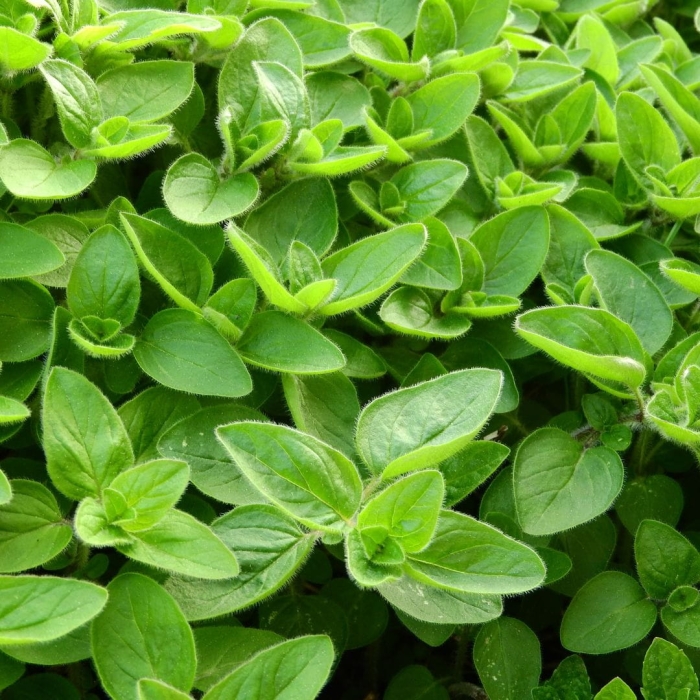 Marjoram.jpg