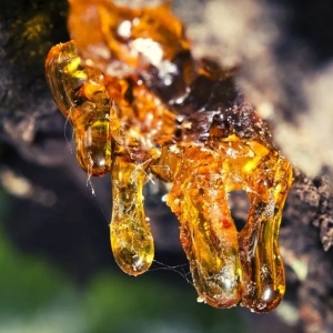Copaiba.jpg