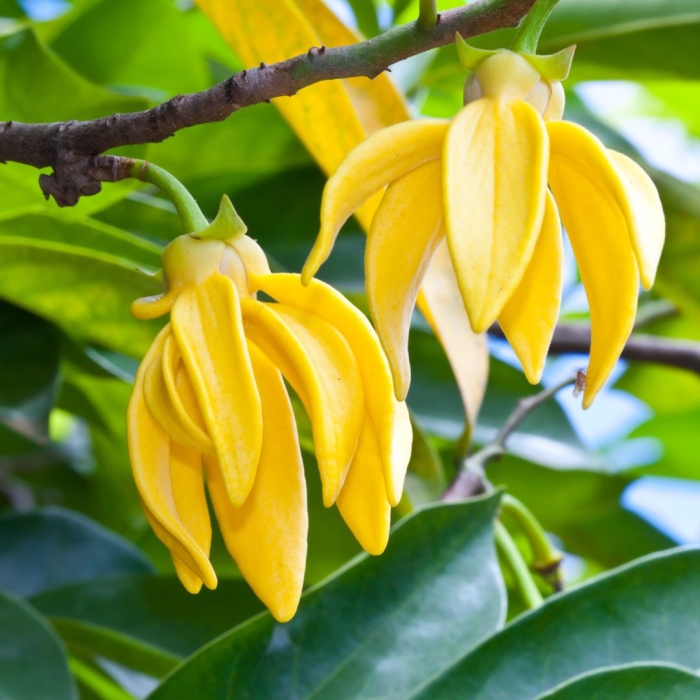 Ylang.jpg