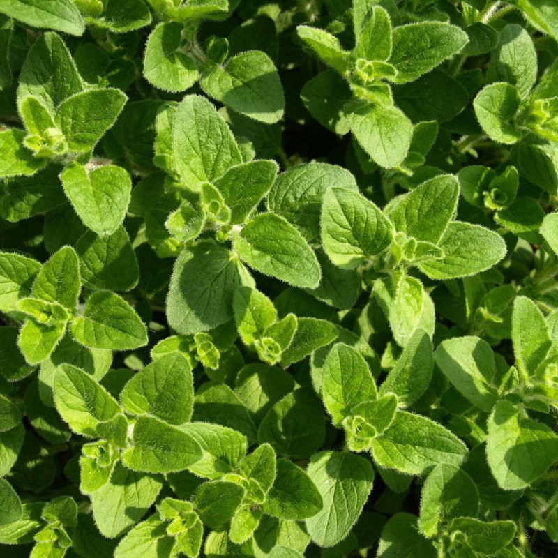 Cananga olejek eteryczny Oregano 10ml