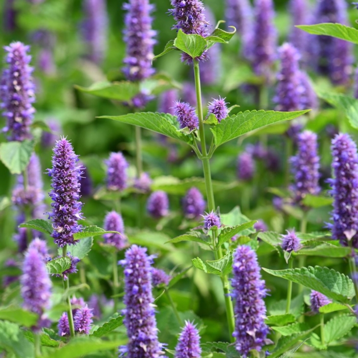 Hyssop.jpg