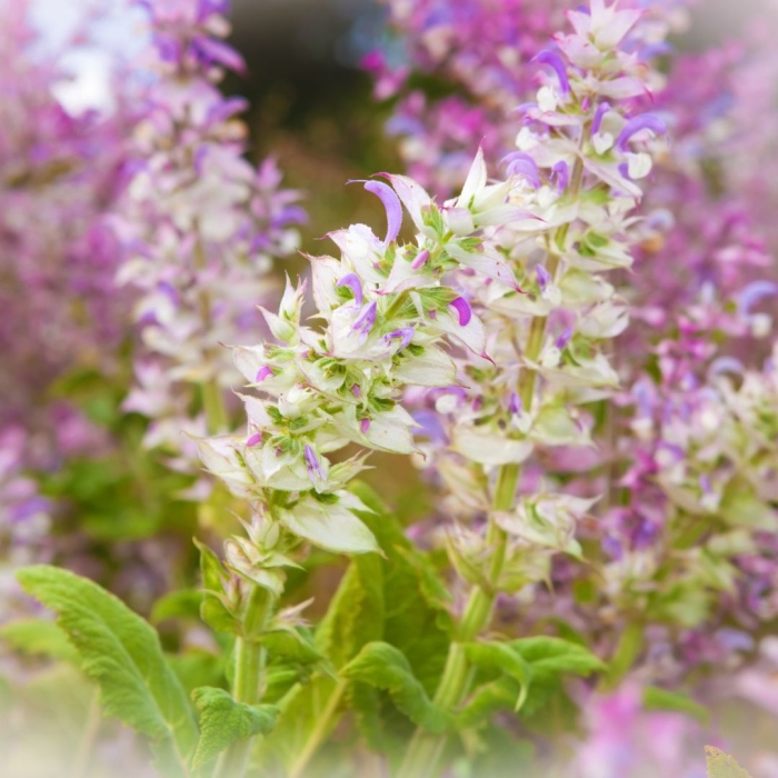 Clary sage.jpg