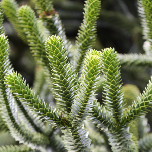 Black Spruce.pngCananga Świerk Czarny olejek eteryczny świerkowy 10ml