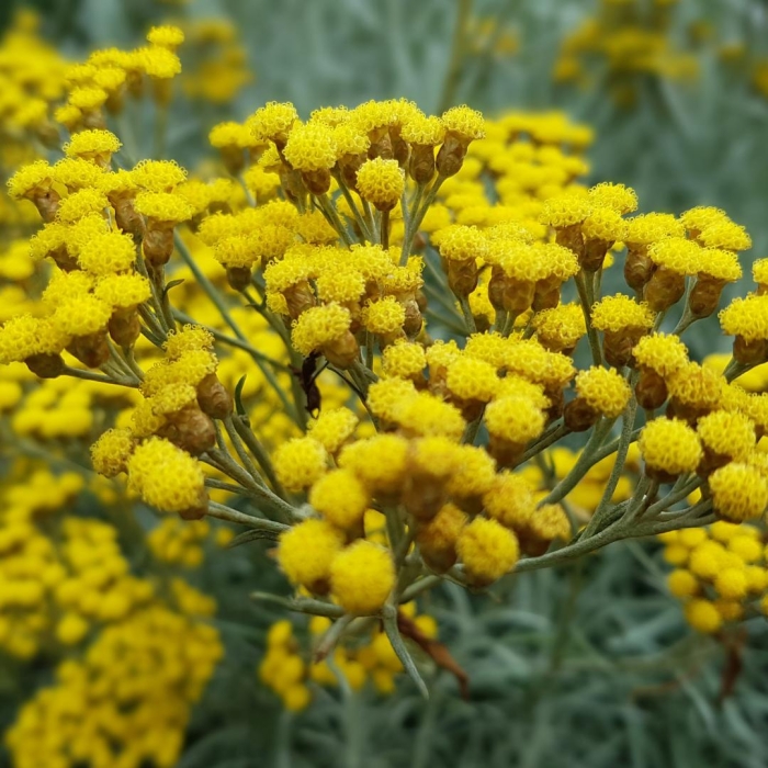 Kocanka Helichrysum.jpg