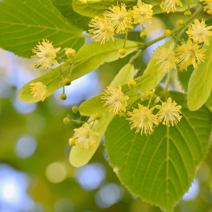 Linden Blossom (1) (1).png