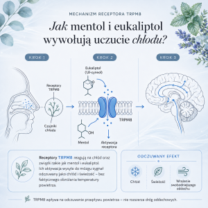Infografika pokazująca, jak mentol i eukaliptol obecne w mieszance olejków eterycznych ODDECH Cananga aktywują receptor TRPM8 i wywołują uczucie chłodu oraz świeżości.