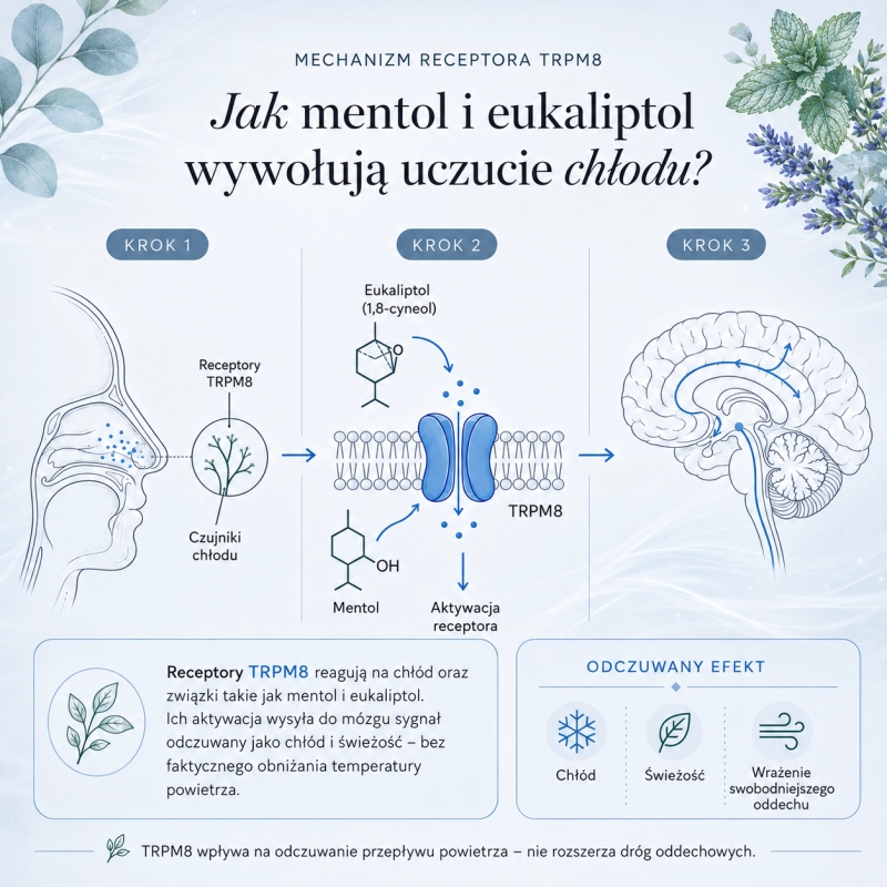 Infografika pokazująca, jak mentol i eukaliptol obecne w mieszance olejków eterycznych ODDECH Cananga aktywują receptor TRPM8 i wywołują uczucie chłodu oraz świeżości.