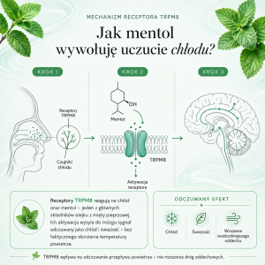 Infografika pokazująca, jak mentol – jeden z głównych składników naturalnego olejku eterycznego z mięty pieprzowej Cananga – aktywuje receptor TRPM8 i wywołuje uczucie chłodu.