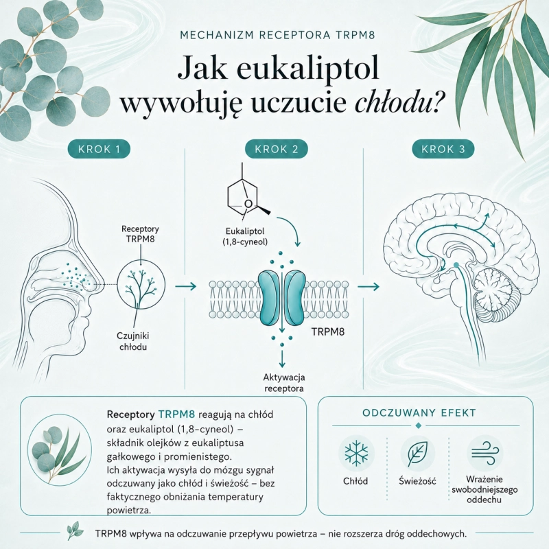 Infografika pokazująca, jak eukaliptol (1,8-cyneol) obecny w naturalnym olejku eterycznym Eucalyptus radiata Cananga aktywuje receptor TRPM8 i wywołuje uczucie chłodu.