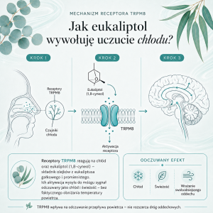 Infografika pokazująca, jak eukaliptol (1,8-cyneol) obecny w naturalnym olejku eterycznym Eucalyptus radiata Cananga aktywuje receptor TRPM8 i wywołuje uczucie chłodu.