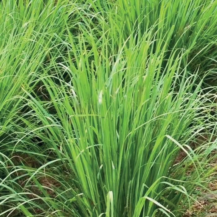 Cananga Palmaroza olejek eteryczny 10ml