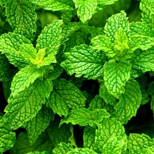 MIĘTA PIEPRZOWA (Peppermint) - Naturalny Olejek Eteryczny Miętowy
