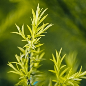 DRZEWO HERBACIANE - Naturalny Olejek Eteryczny z Drzewa Herbacianego