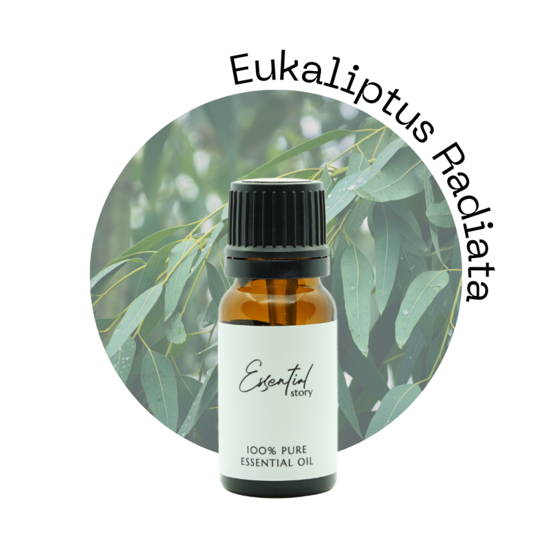 Eukalyptus radiata.png